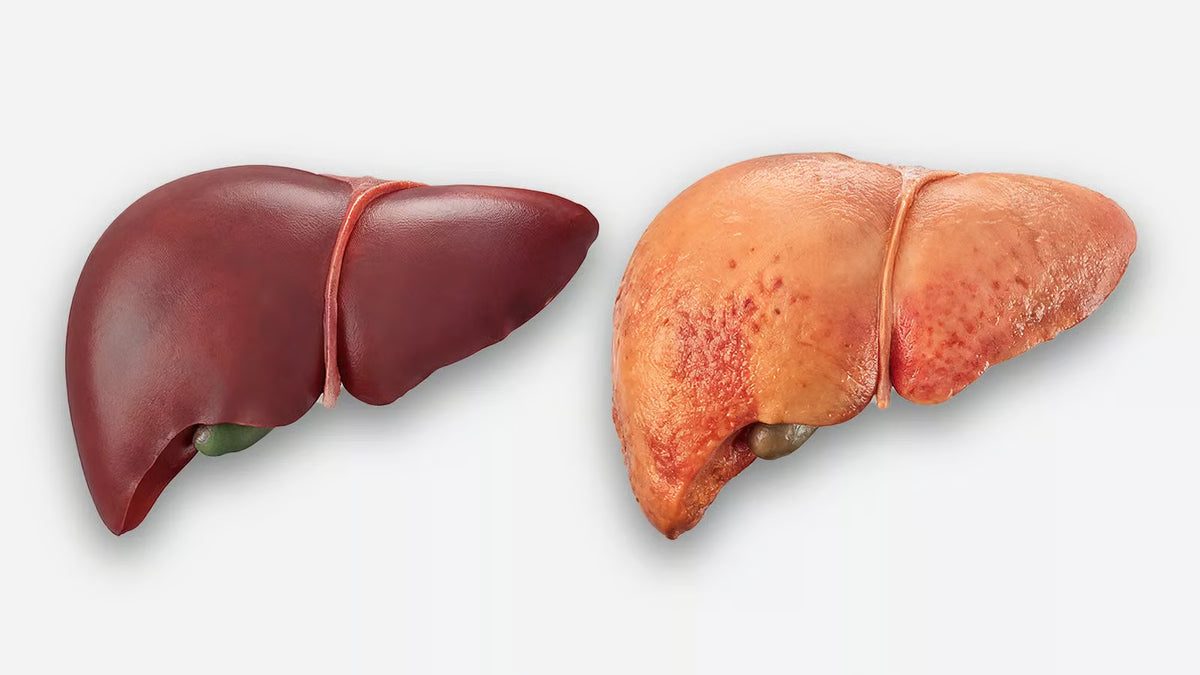 The Organ Nobody Is Talking About